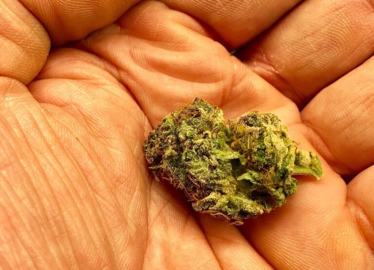 Hand holding a green cannabis bud with visible trichomes and leaf details.