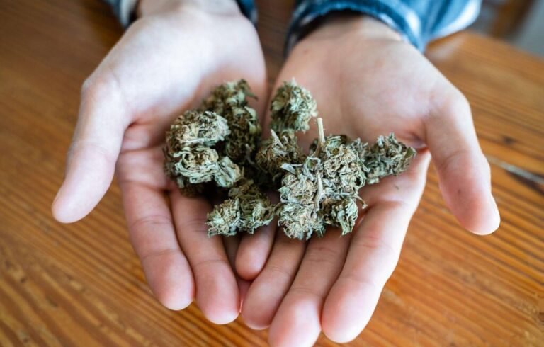 Hands holding several clusters of green cannabis buds on a wooden surface.