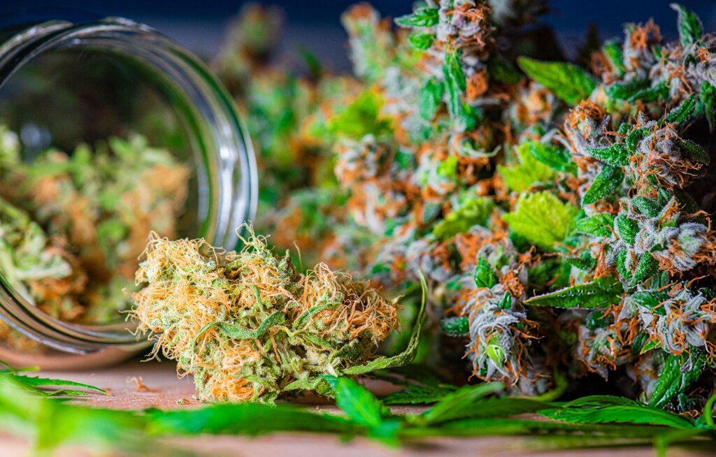 Close-up of freshly harvested cannabis buds with green leaves and a glass jar.